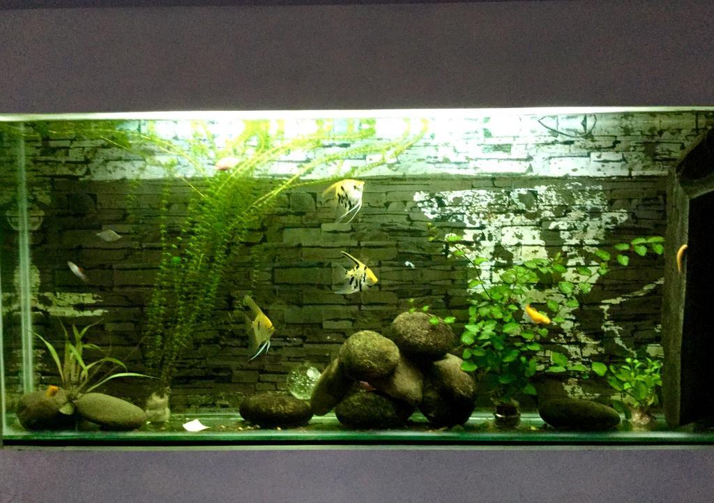 Ha My Guesthouse Дананг Экстерьер фото